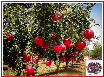 Qualtivate RES-8A Chinese Rare Pomegranate Tree Seeds Seed(50 per packet)