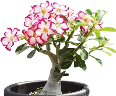 Qualtivate LX-646 High Germination Rate Desert Rose -Adenium Seed(30 per packet)