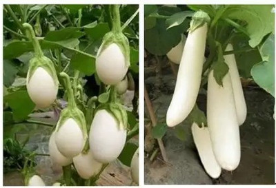 MAA Brinjal white Long, Eggplant Seed(48 per packet)