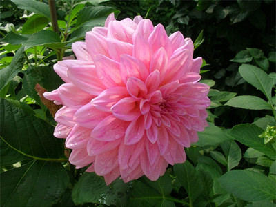 CYBEXIS LX-30 - Beautiful Perennial Mixing Color Dahlia Flowers - (60 Seeds) Seed(60 per packet)