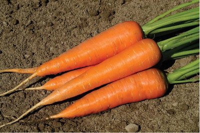 BDSresolve Carrot seeds for home gardening PACK OF 128 Seed(128 per packet)