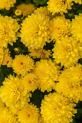 Assicurazioni Generali marigold/gende ka phool flower seeds Seed(75 per packet)