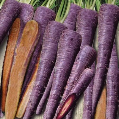 KNESSiN Carrot Purple Haze F1 (Wafer)[500 Seeds] Seed(500 per packet)