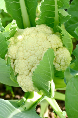 Eurotech white cauliflower,gobhee seeds Seed(40 per packet)