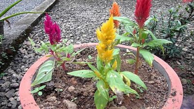 Mozette Exotic celosia Seed(18 per packet)