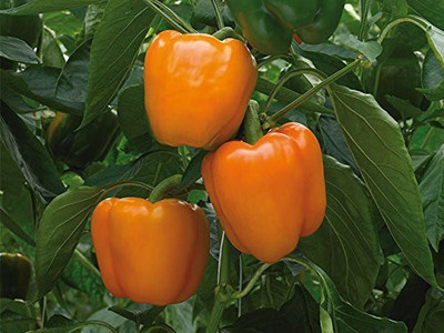 Aywal Capsicum/Shimla Mirch/Bell Pepper Seed(80 per packet)