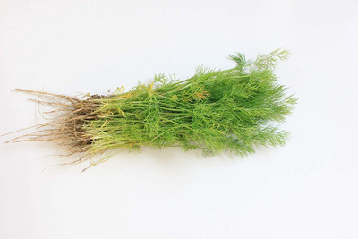 VibeX VVI-21 - Dill - Hera Organic - (2250 Seeds) Seed(2250 per packet)