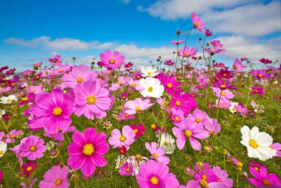 ZIXA Cosmos Mix Seed(20 per packet)