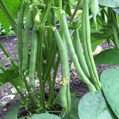 CRGO BEANS Seed(25 per packet)