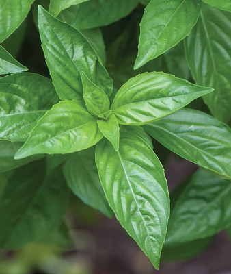 CYBEXIS TLX-24 - Genovese Sweet Basil - (4500 Seeds) Seed(4500 per packet)