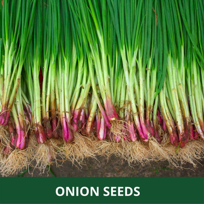 Qualtivate GXL-6AT ONION |Easy To Grow Seed(500 per packet)