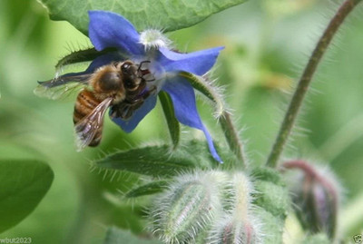 CYBEXIS TLX-7 - Blue Borage(Borago officinalis) - (1350 Seeds) Seed(1350 per packet)