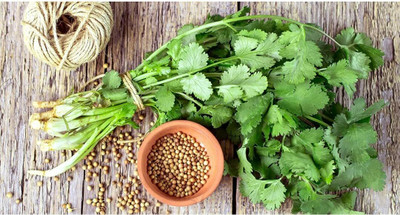 TRICONE Dhaniya Seed(100 per packet)