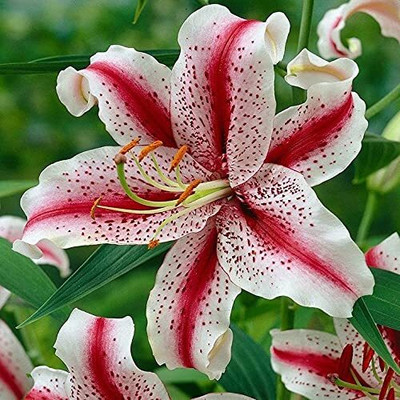 Cloud Farm Lily Plant Seed(4 per packet)