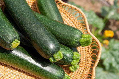 KNESSiN All Season Green Squash Vegetable Seeds for Home Gardening - (200 Seeds) Seed(200 per packet)