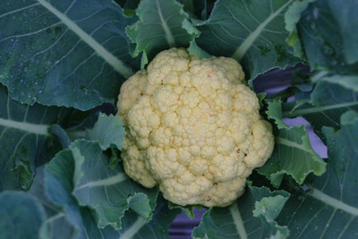 Herbocure white cauliflower,gobhee seeds Seed(16 per packet)