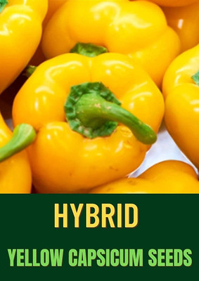 Qualtivate ICRA-1A Yellow Shimla Mirch Capsicum Seed Seed(100 per packet)