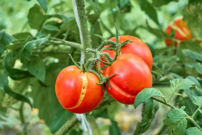 Arshayat tomato Seed(85 per packet)