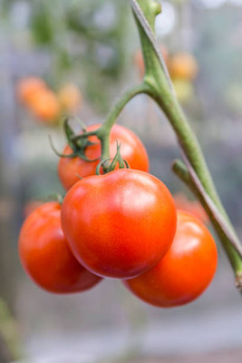 Udanta tomato Seed(115 per packet)