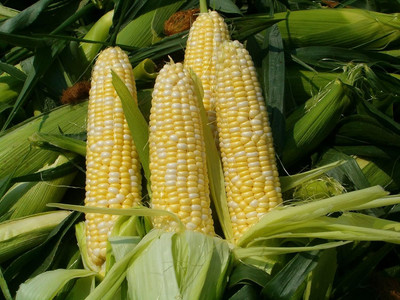 WILLVINE KGF -VI Silver Queen Hybrid Corn-[25g] Seed(100 per packet)
