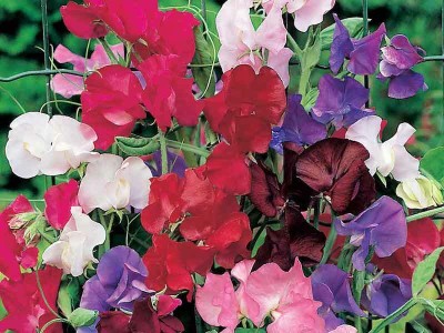 LASMA Sweet Pea Rob's Perfect Summer Seed(20 per packet)