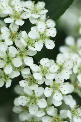 XOLDAA gypsophila flower Seed(25 per packet)
