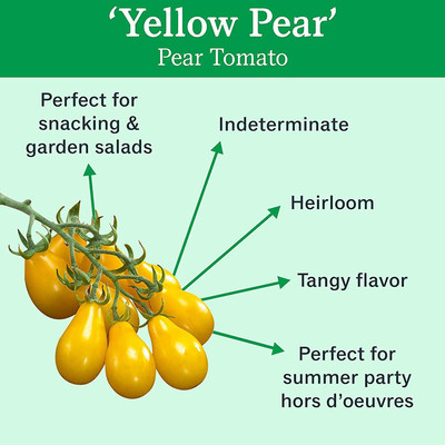 CYBEXIS Disease Resistant Yellow Pear Tomato Seeds2000 Seeds Seed(2000 per packet)