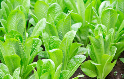 Seedsilk Store Palak Seeds For Home Garden Organic Palak/Palang Saag Seed(350 per packet)
