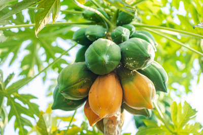 Arshiayat Hybrid Papaya Taiwan Variety Seeds, Best Quality Papaya Gardening Seed(1150 per packet)