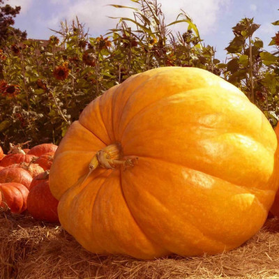 CYBEXIS High Yield Giant Huge Pumpkin Seeds100 Seeds Seed(100 per packet)