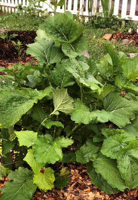Qualtivate XXX-4A Broccoli Raab Spring Rapini Broccolini Seed(300 per packet)
