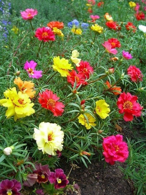 Dasstore Portulaca multiple colour flower seed ( pack of 100) Seed(100 per packet)