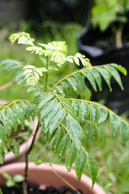 LPR KARRI PATTA Seed(13 per packet)