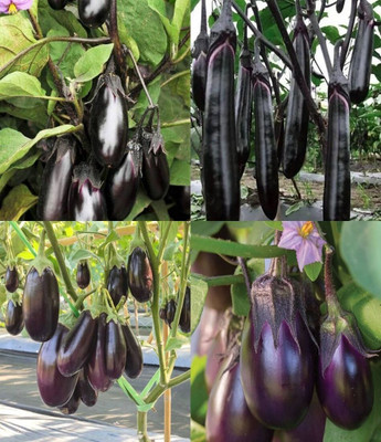 ibains Baigan seeds eggplant beez 44 Seed(74 per packet)