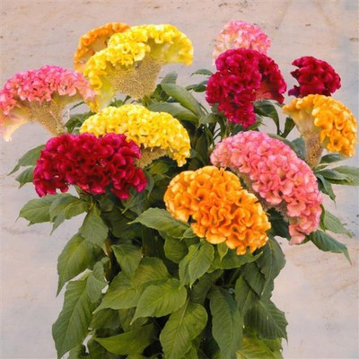Flipkart SmartBuy Exotic Cockscomb Flower Mix Seed(20 per packet)