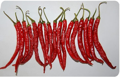 WILLVINE PUAS -XVI Chilli seeds | Red mirchi seeds[25gm, 5000 Seeds] Seed(5000 per packet)