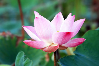 Herbex lotus,kamal gatta Seed(11 per packet)