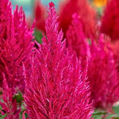Lorvox Celosia Pulmosa Flower -Mixed Color Flower Seed(95 per packet)