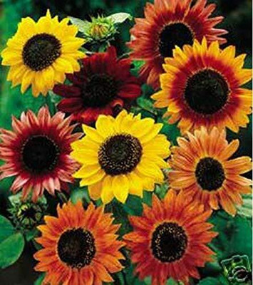Aywal Sunflower Mix Color Flower Seed(70 per packet)