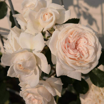 CYBEXIS PAU-11 - Climbing Rose - White Roses - (100 Seeds) Seed(100 per packet)