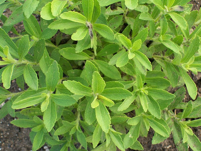KNESSiN Stevia Sugar-Free Herb F1 Hybrid[400 Seeds] Seed(400 per packet)