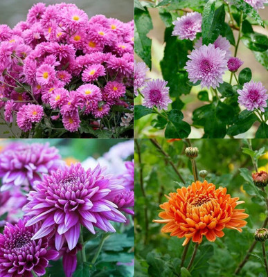 ibains Chrysanthemum flower seeds ugaoo beez 31 Seed(31 per packet)