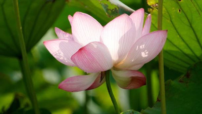 Weber lotus,kamal seeds Seed(12 per packet)
