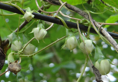 Qualtivate LX-49 Clove Tree Seeds Seed(50 per packet)
