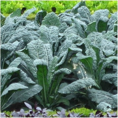 CYBEXIS Kale Black Tuscan Organic Seeds2000 Seeds Seed(2000 per packet)