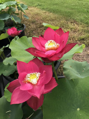 LPR LOTUS,KAMAL Seed(10 per packet)