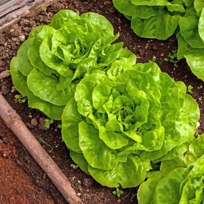 Qualtivate GBPT-7A Lettuce Buttercrunch Butterhead Seed(300 per packet)