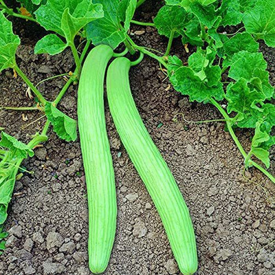 CYBEXIS GUA-49 - Hybrid Cucumber - Long Melon - (1350 Seeds) Seed(1350 per packet)
