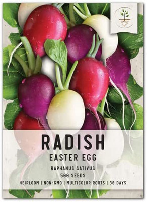 WILLVINE NBIR-334 Easter Egg Radish Seeds Seed(500 per packet)