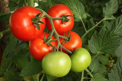 Cosmos tomato Seed(150 per packet)